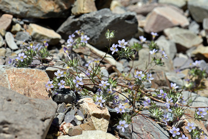 Eriastrum eremicum, Desert Woolystar